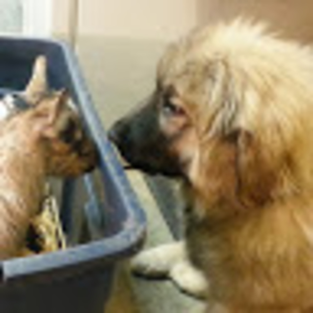 Meet your Posher, Suzy